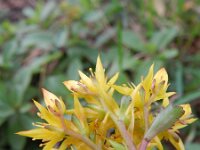 Sedum hybridum 2, Saxifraga-Rutger Barendse