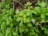 Sedum hybridum 3, Saxifraga-Rutger Barendse