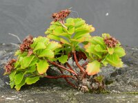 Sedum hybridum 4, Saxifraga-Rutger Barendse