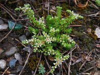 Sedum pallidum 2, Saxifraga-Ed Stikvoort