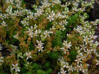 Sedum pallidum 3, Saxifraga-Ed Stikvoort