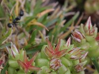 Sedum rubens 2, Saxifraga-Rutger Barendse