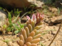 Sedum rubens 3, Saxifraga-Rutger Barendse