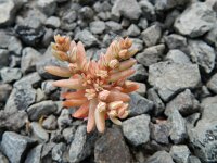 Sedum rubens 4, Saxifraga-Rutger Barendse