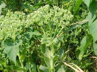 Sedum spectabile 3, Roze hemelsleutel, Saxifraga-Rutger Barendse