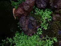 Selaginella kraussiana 2, Gazonmosvarentje, Saxifraga-Ed Stikvoort