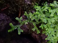 Selaginella kraussiana 3, Gazonmosvarentje, Saxifraga-Ed Stikvoort