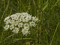 Selinum carvifolia 2, Karwijselie, Saxifraga-Jan van der Straaten