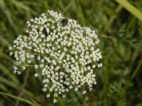 Selinum carvifolia 3, Karwijselie, Saxifraga-Jan van der Straaten