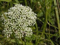 Selinum carvifolia 4, Karwijselie, Saxifraga-Jan van der Straaten