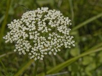 Selinum carvifolia 5, Karwijselie, Saxifraga-Jan van der Straaten