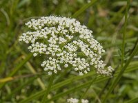 Selinum carvifolia 6, Karwijselie, Saxifraga-Jan van der Straaten