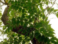 Semele androgyna 2, Saxifraga-Hans Grotenhuis