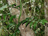 Semele androgyna 3, Saxifraga-Hans Grotenhuis