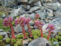 Sempervivum montanum 10, Saxifraga-Jeroen Willemsen