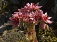 Sempervivum montanum 11, Saxifraga-Jan van der Straaten
