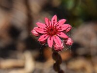 Sempervivum montanum 13, Saxifraga-Simone van Velzen