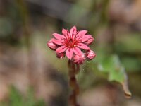 Sempervivum montanum 14, Saxifraga-Simone van Velzen