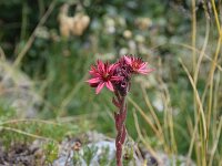 Sempervivum montanum 15, Saxifraga-Simone van Velzen