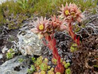 Sempervivum montanum 18, Saxifraga-Ed Stikvoort