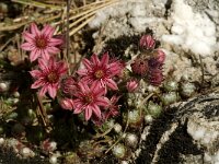 Sempervivum montanum 2, Saxifraga-Jan van der Straaten