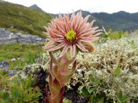 Sempervivum montanum 22, Saxifraga-Ed Stikvoort