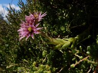 Sempervivum montanum 23, Saxifraga-Ed Stikvoort