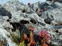 Sempervivum montanum 25, Saxifraga-Ed Stikvoort : Posada de Valdeón - Espinama s9900
