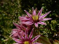 Sempervivum montanum 26, Saxifraga-Ed Stikvoort