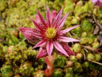 Sempervivum montanum 27, Saxifraga-Ed Stikvoort