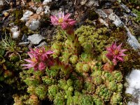 Sempervivum montanum 28, Saxifraga-Ed Stikvoort