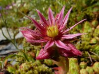 Sempervivum montanum 29, Saxifraga-Ed Stikvoort