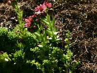 Sempervivum montanum 3, Saxifraga-Dirk Hilbers