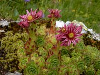 Sempervivum montanum 30, Saxifraga-Ed Stikvoort