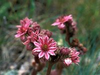 Sempervivum montanum 7, Saxifraga-Jan van der Straaten