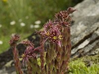 Sempervivum montanum ssp montanum 4, Saxifraga-Willem van Kruijsbergen