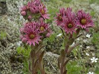 Sempervivum montanum ssp montanum 5, Saxifraga-Willem van Kruijsbergen