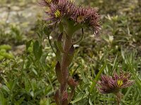 Sempervivum montanum ssp montanum 6, Saxifraga-Willem van Kruijsbergen