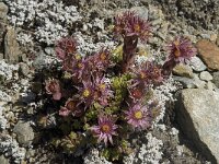 Sempervivum montanum ssp montanum 8, Saxifraga-Willem van Kruijsbergen