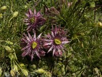 Sempervivum montanum ssp montanum 9, Saxifraga-Willem van Kruijsbergen