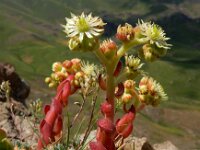 Sempervivum transcaucasicum 10, Saxifraga-Ed Stikvoort