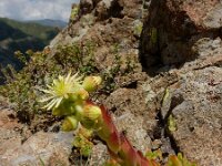 Sempervivum transcaucasicum 11, Saxifraga-Ed Stikvoort