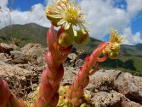 Sempervivum transcaucasicum 12, Saxifraga-Ed Stikvoort