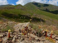 Sempervivum transcaucasicum 2, Saxifraga-Ed Stikvoort