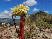 Sempervivum transcaucasicum 3, Saxifraga-Ed Stikvoort