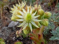 Sempervivum transcaucasicum 4, Saxifraga-Ed Stikvoort
