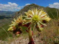 Sempervivum transcaucasicum 5, Saxifraga-Ed Stikvoort