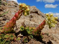 Sempervivum transcaucasicum 6, Saxifraga-Ed Stikvoort