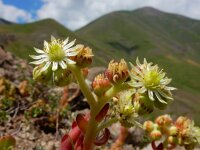 Sempervivum transcaucasicum 7, Saxifraga-Ed Stikvoort