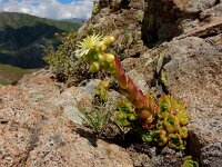 Sempervivum transcaucasicum 8, Saxifraga-Ed Stikvoort